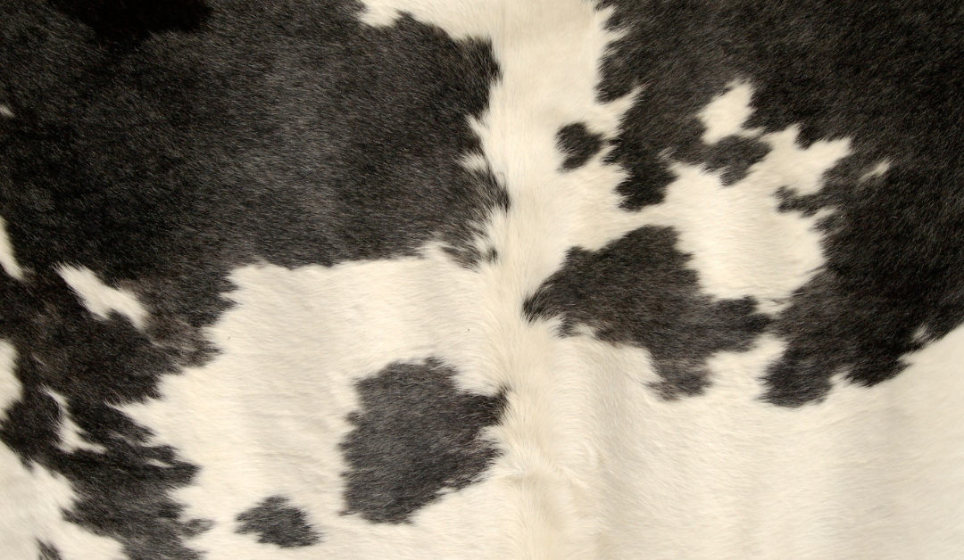 Photo of a cowhide rug
