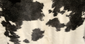 Photo of a cowhide rug